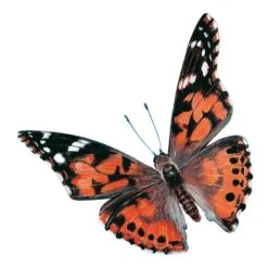 Butterfly Garden Kit With Live Voucher -Children Toy Store butterfly garden kit with live voucher hands on insect lore 258